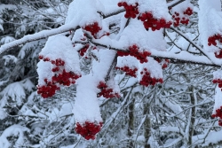 Morzine le pleney janvier 2026 bis