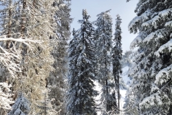 Avoriaz 2025 ter